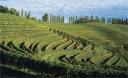 vineyards